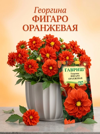 Семена Георгина Фигаро оранжевая, 7 шт, 1071860790 — GAVRISH-GAVRI52