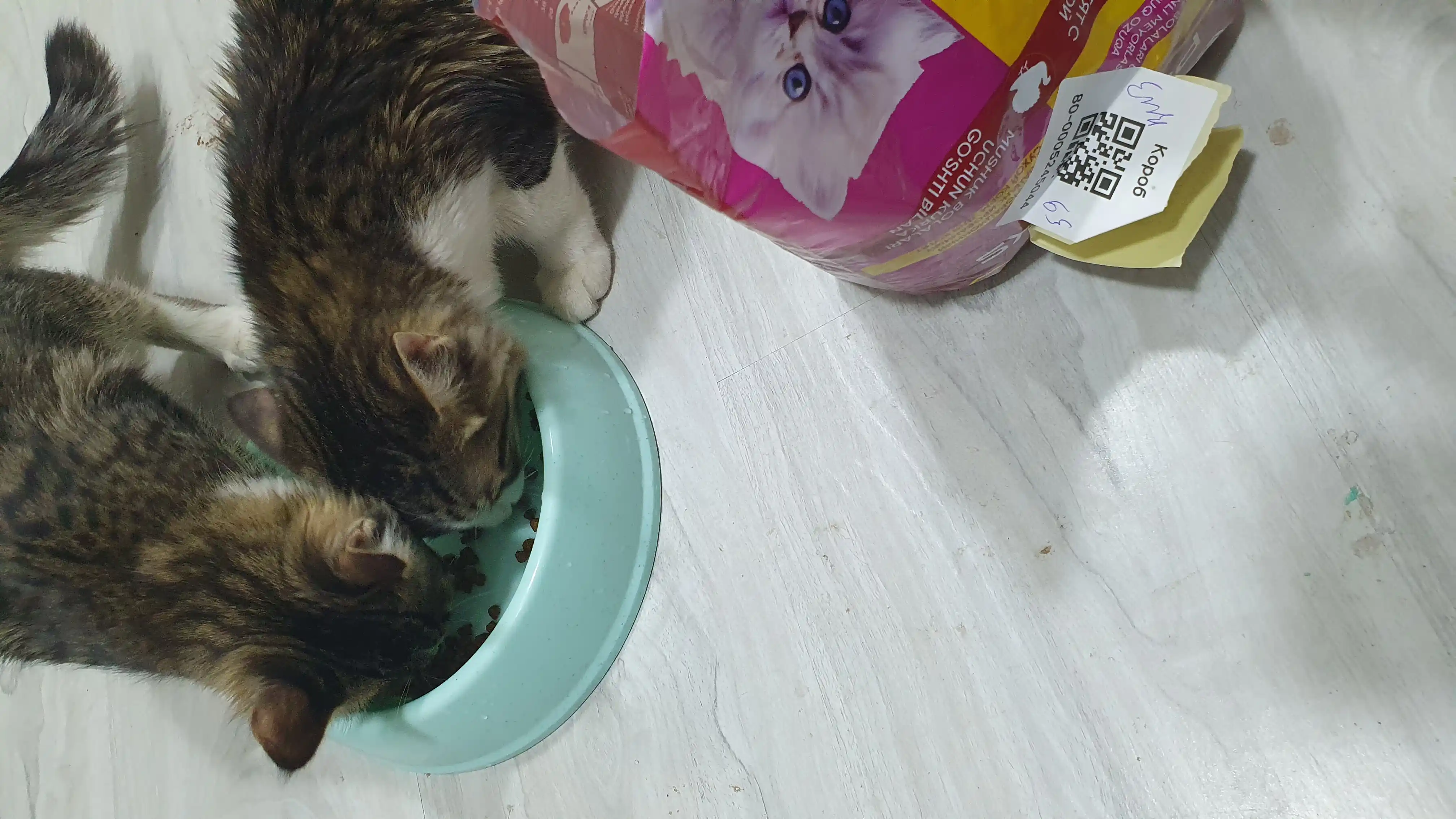 Paw Picks mushukchalar uchun quruq yem, kurka go‘shti bilan, 1 kg