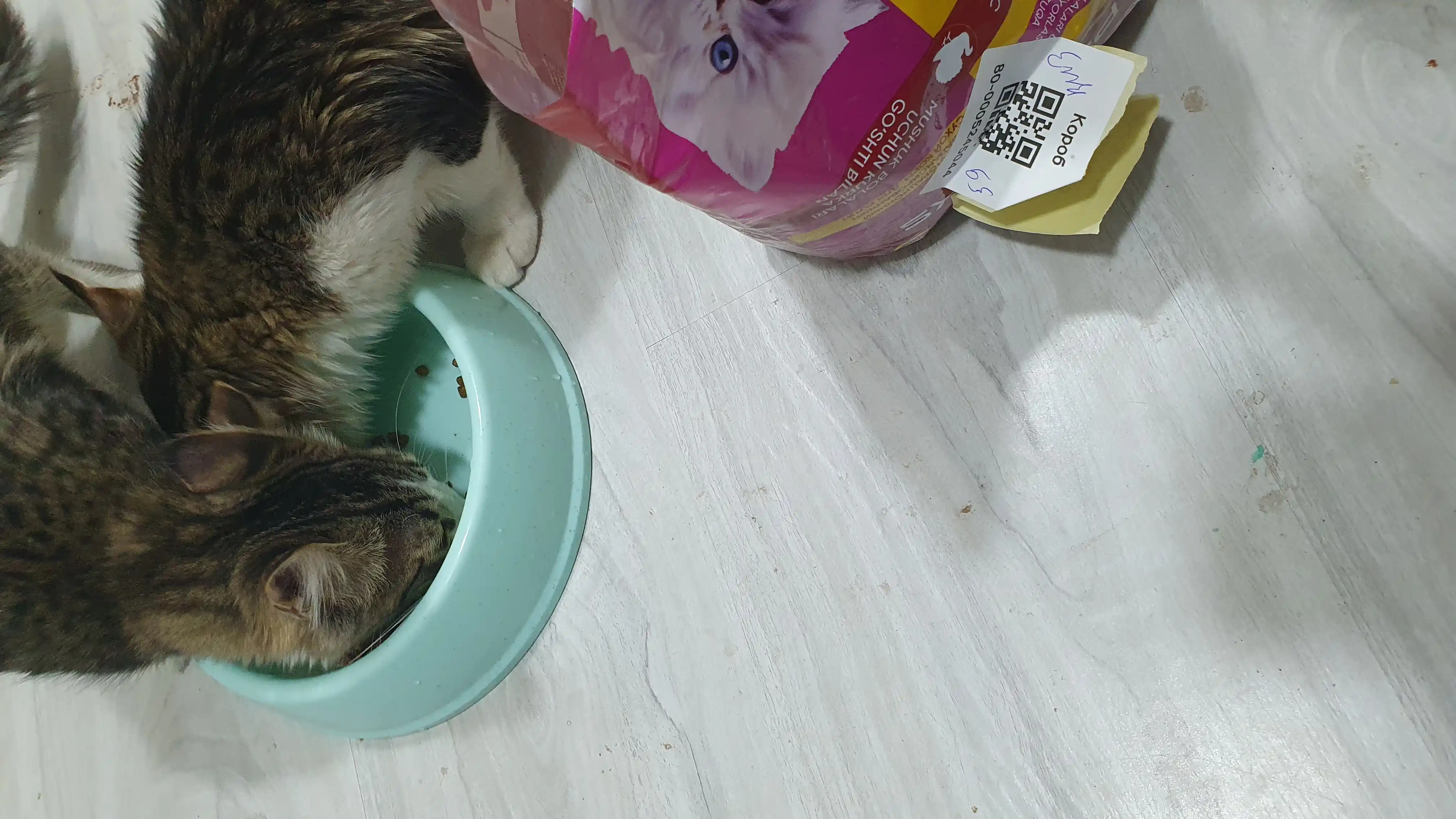 Paw Picks mushukchalar uchun quruq yem, kurka go‘shti bilan, 1 kg