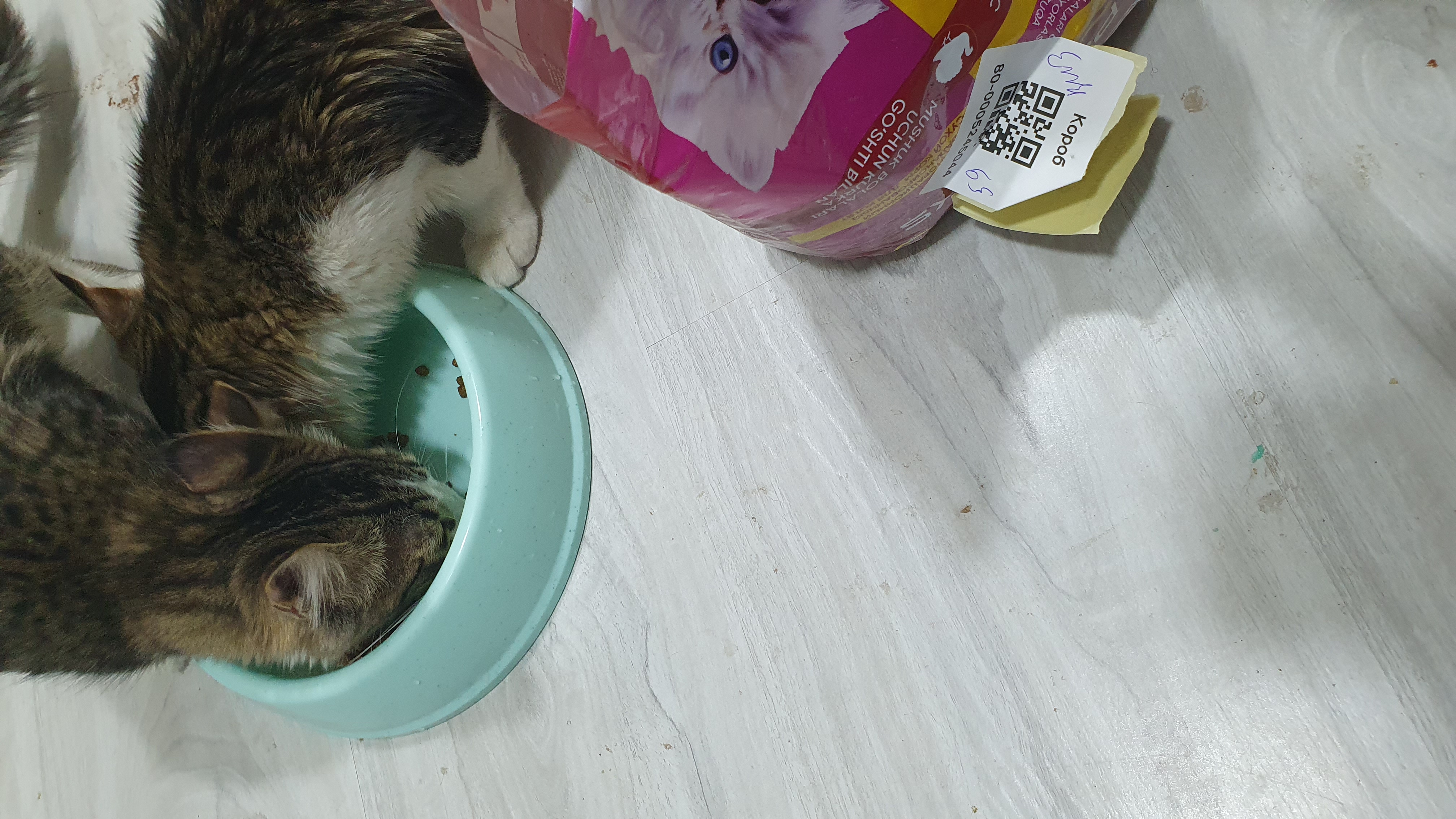 Paw Picks mushukchalar uchun quruq yem, kurka go‘shti bilan, 1 kg