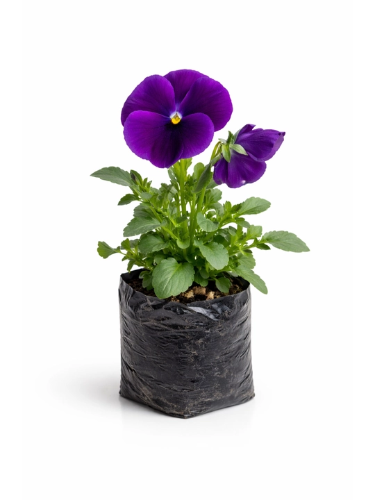 Yer gullari tabiiy Viola (kapalak gul) bog'ga ekish uchun - 