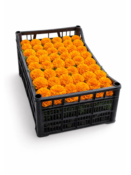 Yer gullari tabiiy Barxat tagetes bog‘ga ekish uchun rangli gullar