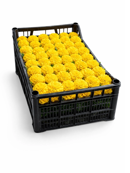 Yer gullari tabiiy Barxat tagetes bog‘ga ekish uchun rangli gullar
