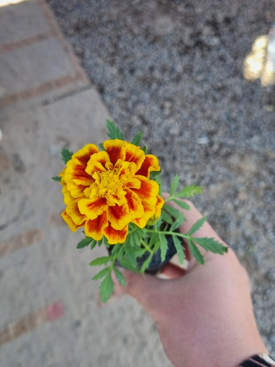 Yer gullari tabiiy Barxat rangli tagetes bog‘ga ekish uchun