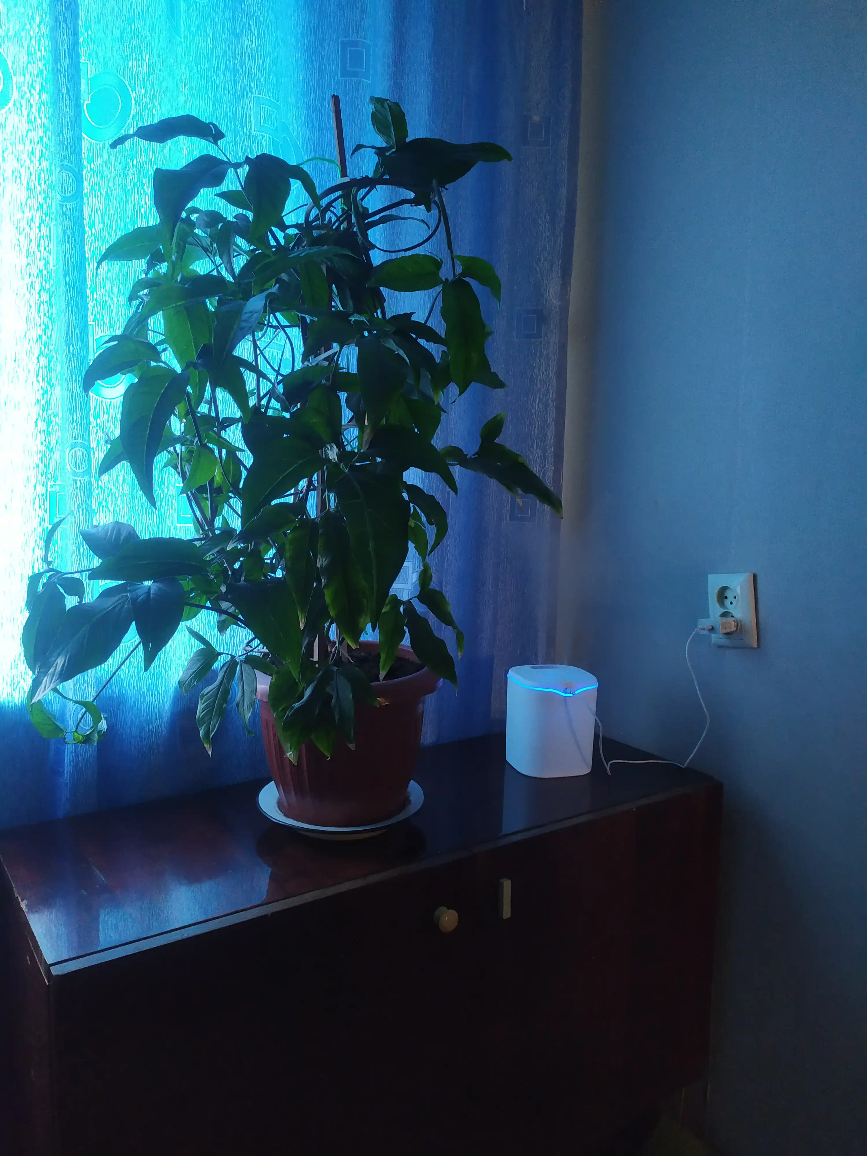 Ультразвуковой увлажнитель воздуха Bliss Home, ночник, аромадиффузор 2 л, для дома и офиса