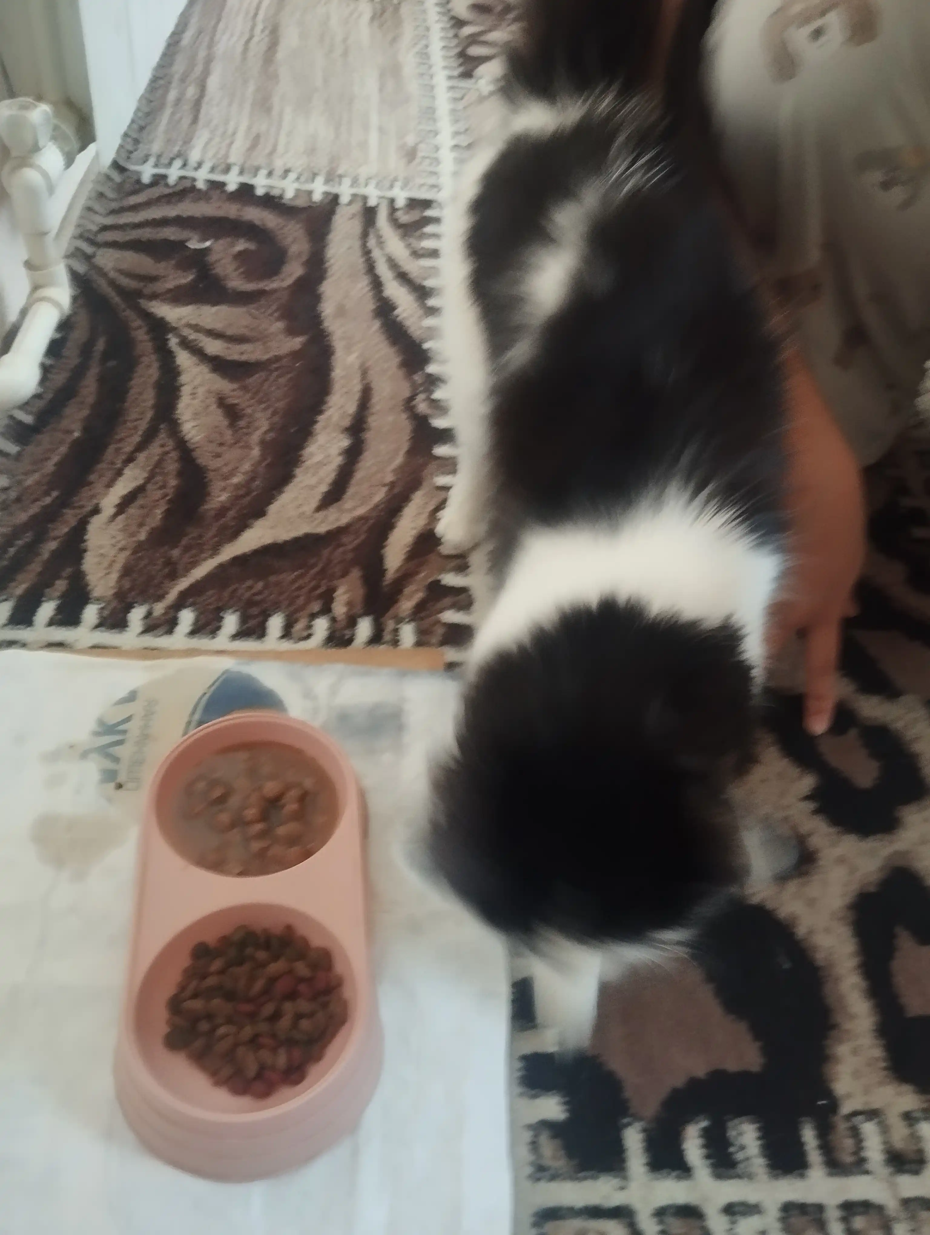 Justin mushuklar uchun nam yem, sousli kurka, 75 gr 28 dona