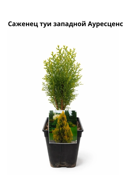 Yantor navli tangachali tuya ko‘chatlari - 