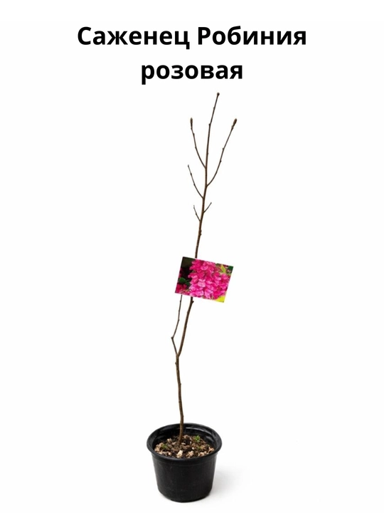 Robiniya pushti akatsiya, 60 см