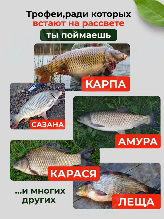 Karpsimon qarmoq