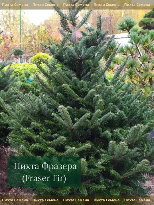 Семена Пихта Фрайзера 20 шт - 