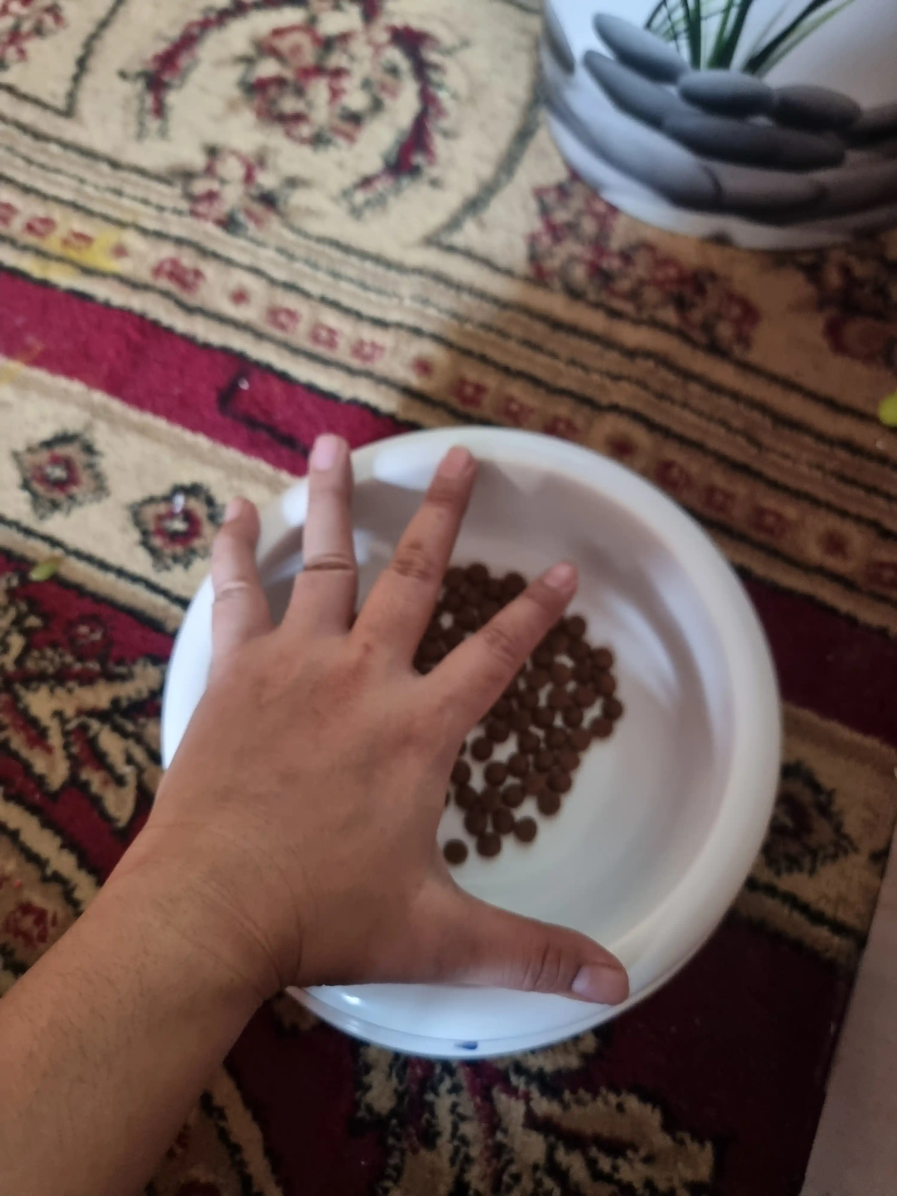 Mushuk va itlar uchun oziq-ovqat va suv plastik idishi, 1 litr