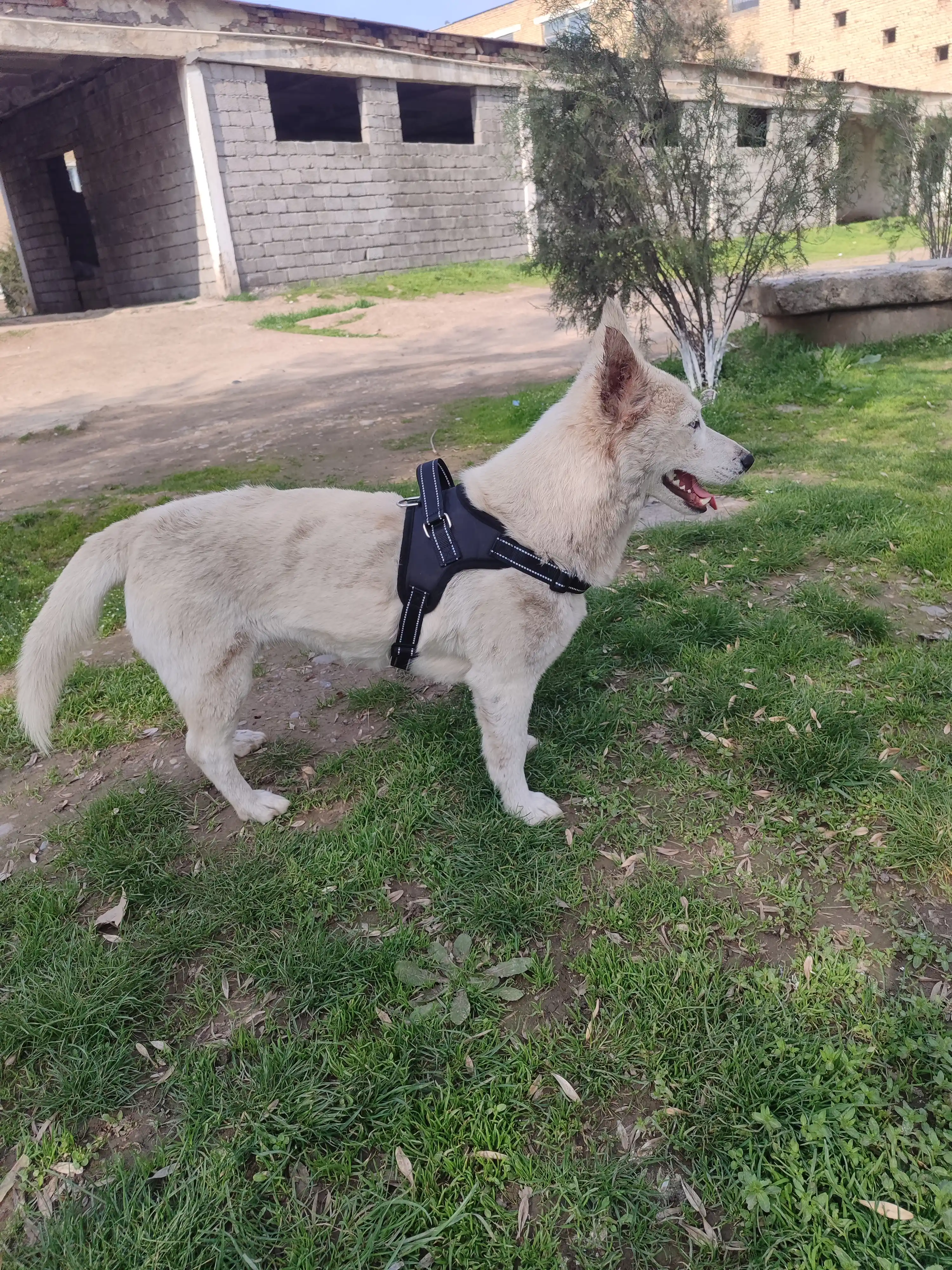 Mushuklar va itlar uchun yoruglikni qaytaradigan, nafas oladigan, rostlanadigan shleykasi