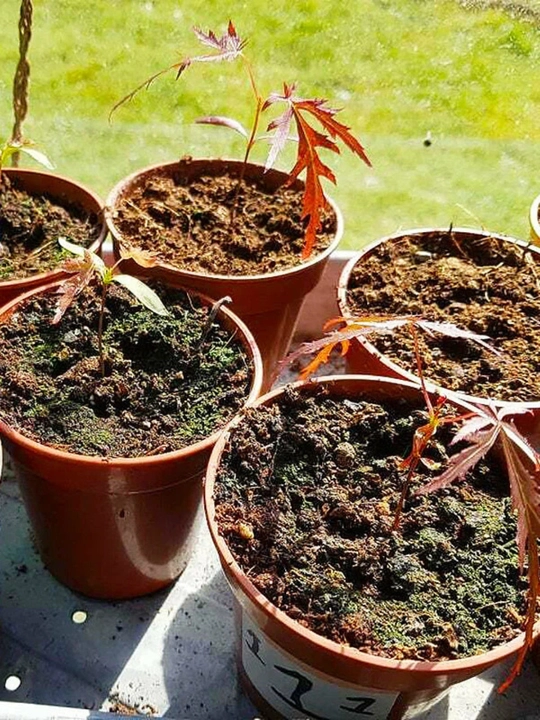 O‘rmon xo‘jaligi Yapon qizil zarangi, Urug‘lar, 30 dona, manzarali o‘simliklar urug‘lari
