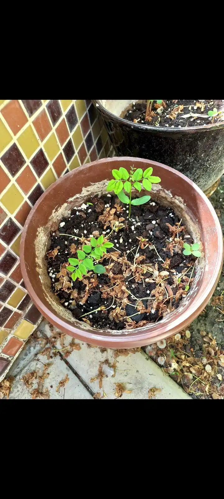 Urug‘lar, Sariq qayin - bog‘ uchun manzarali daraxt