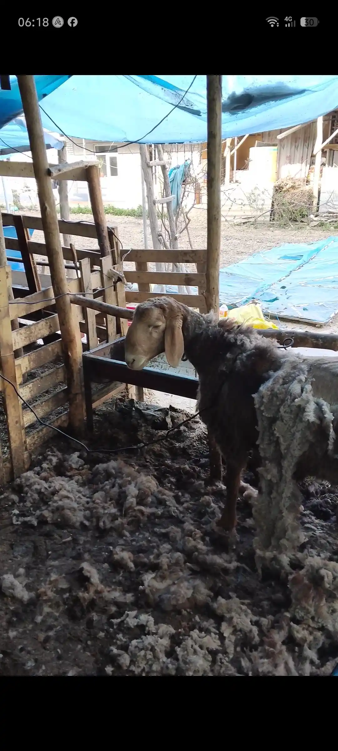 Машинка для стрижки овец, аппарат для стрижки шерсти, с запасными ножами
