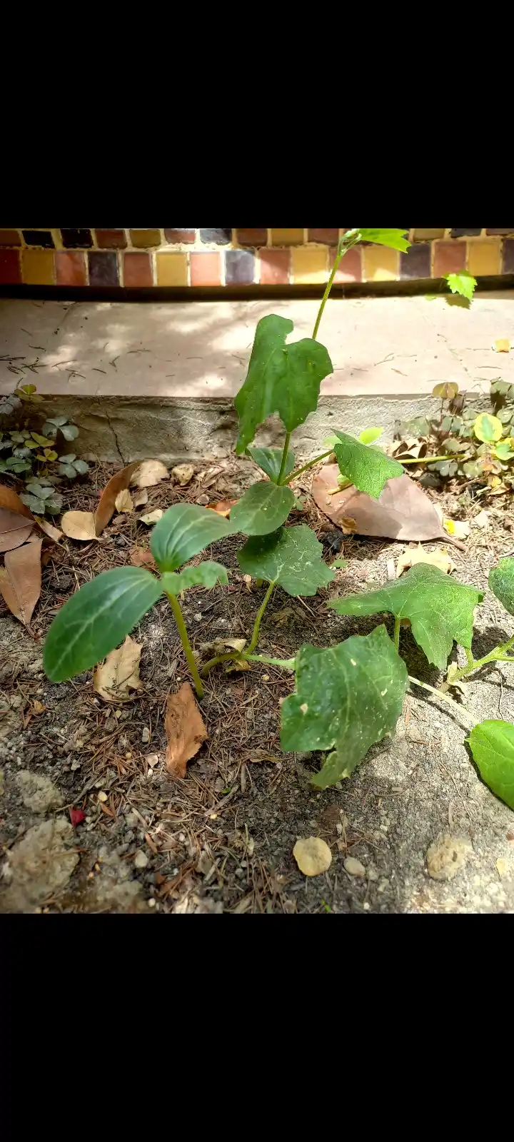 Физалис Франше (Physalis franchetii, alkekengi)