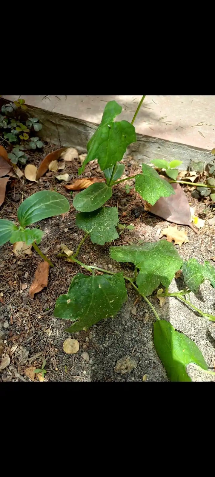 Физалис Франше (Physalis franchetii, alkekengi)