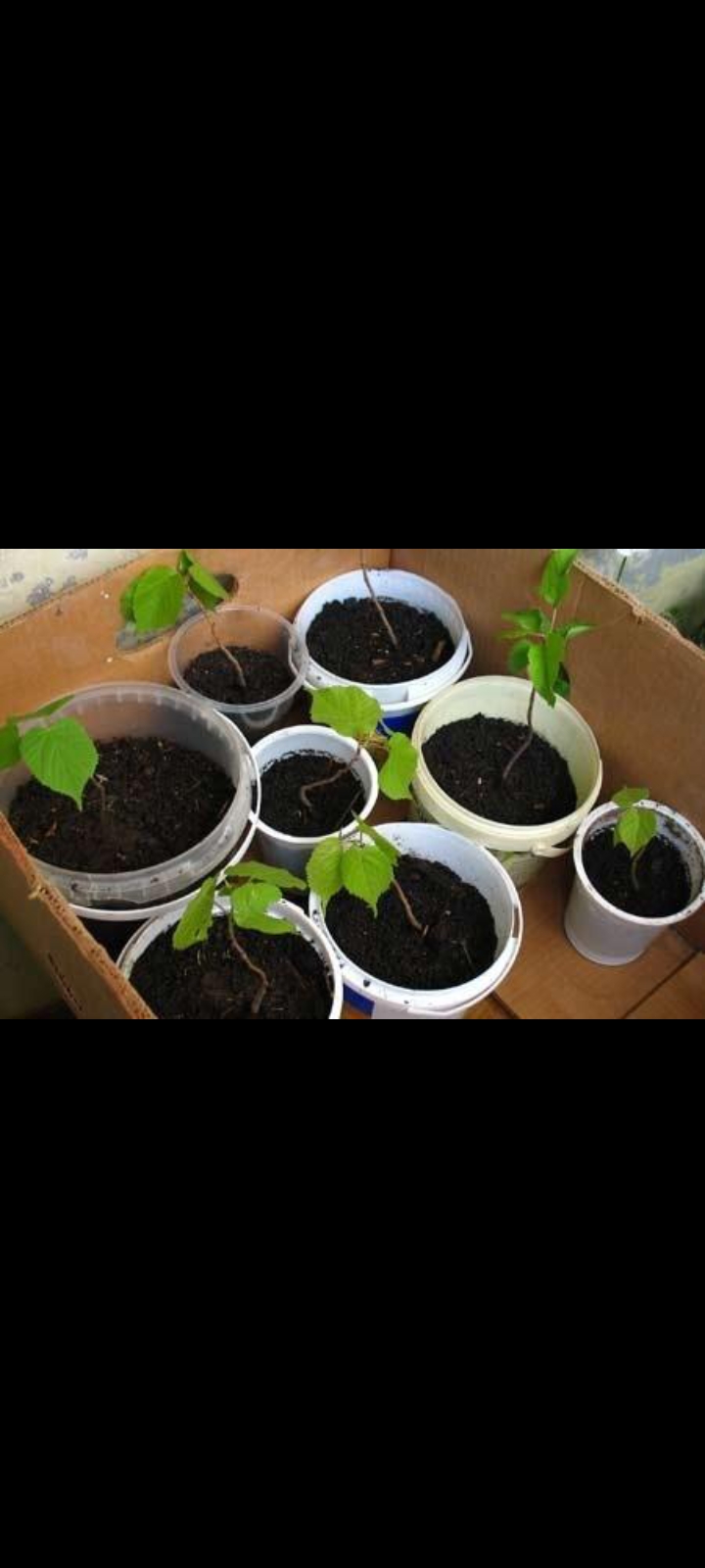 Физалис Франше (Physalis franchetii, alkekengi)