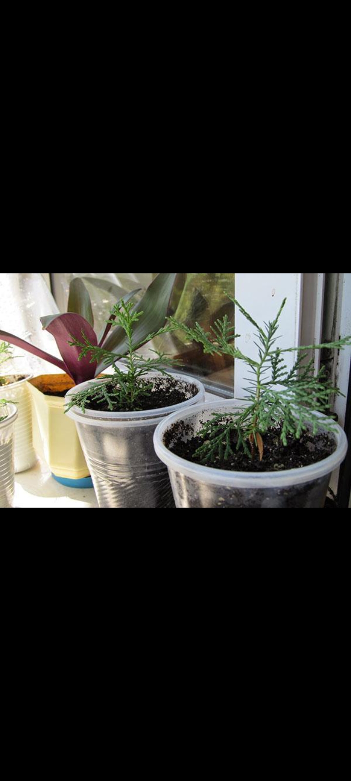 Семена Кипарис аризонский 30 шт (Cupressus arizonica)