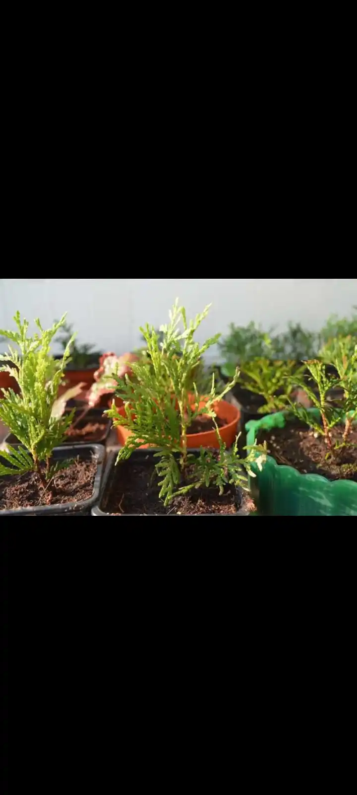 Семена Кипарис аризонский 30 шт (Cupressus arizonica)