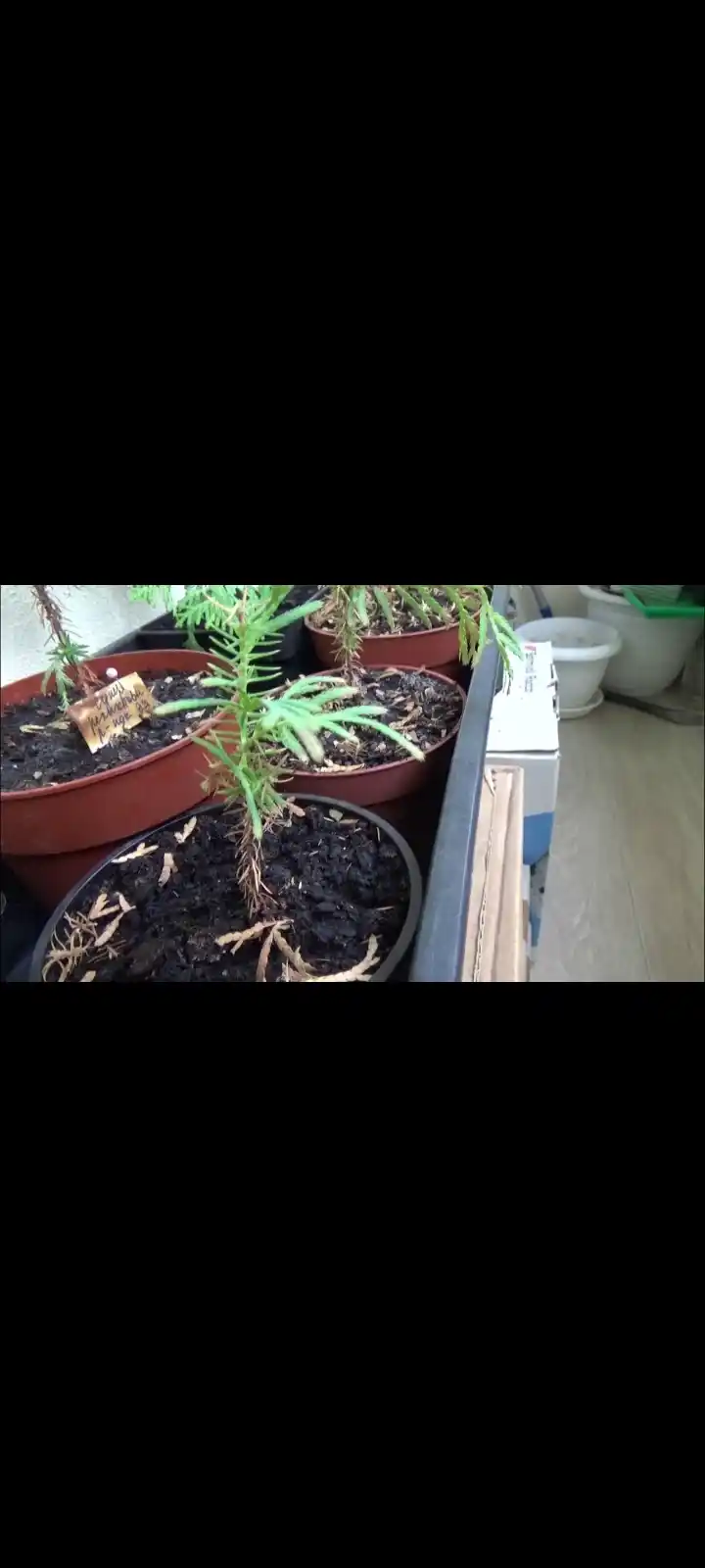 Семена Кипарис аризонский 30 шт (Cupressus arizonica)