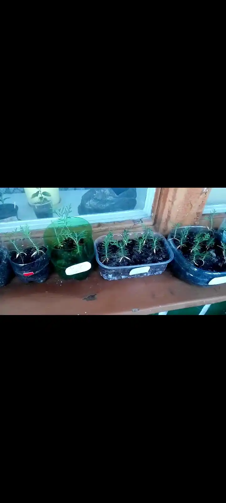 Семена Кипарис аризонский 30 шт (Cupressus arizonica)