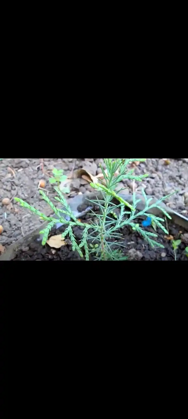 Семена Кипарис аризонский 30 шт (Cupressus arizonica)