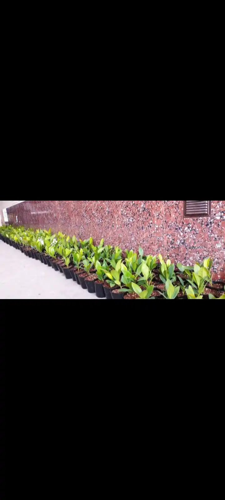 Magnoliya yirik gulli, sovuqqa chidamli, manzarali daraxt, asal beruvchi