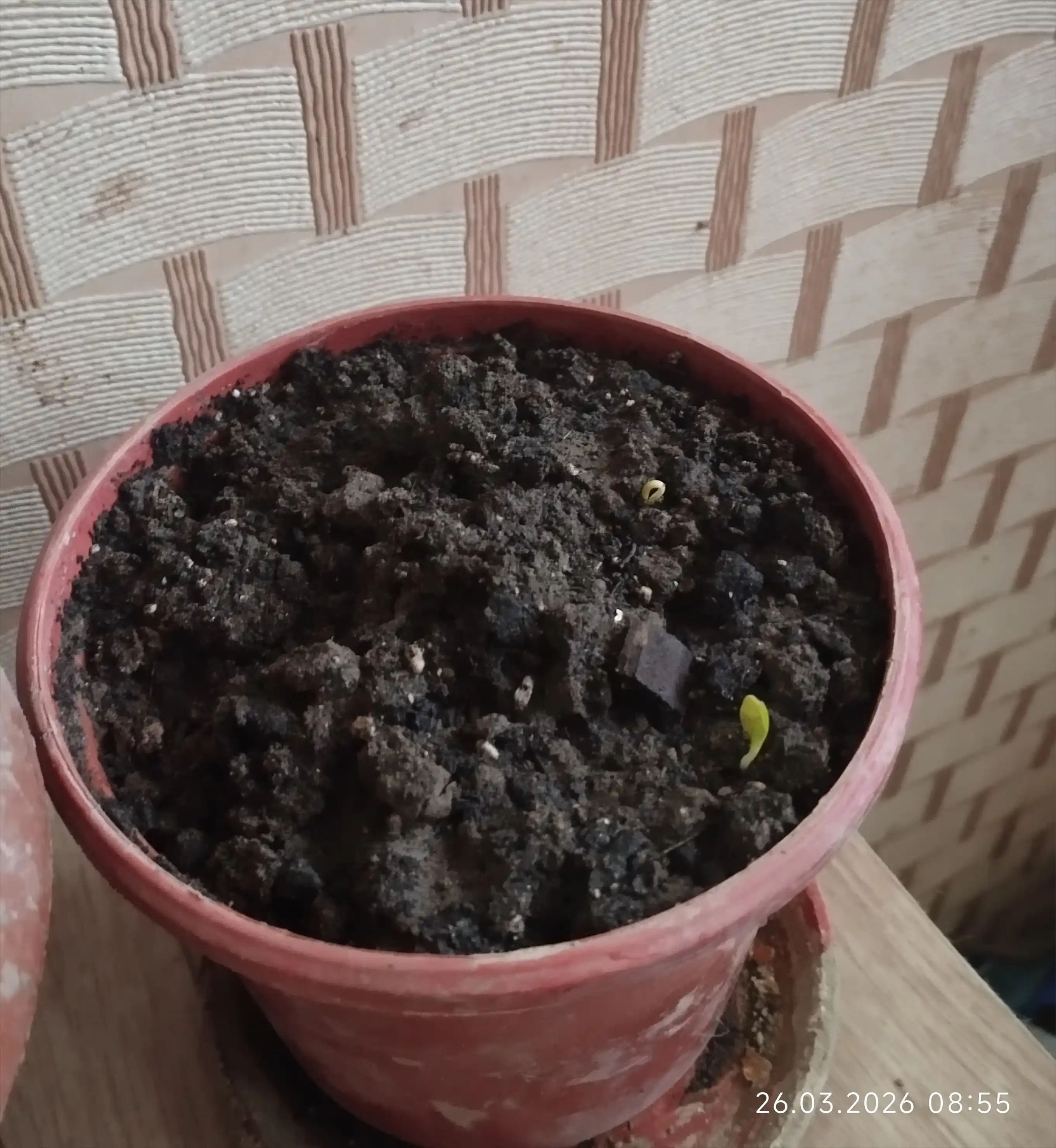 Kalendula urug‘lari, Astra urug‘lari, Tselosiya Xo‘rozgullar urug‘lari, Verbena urug‘lari