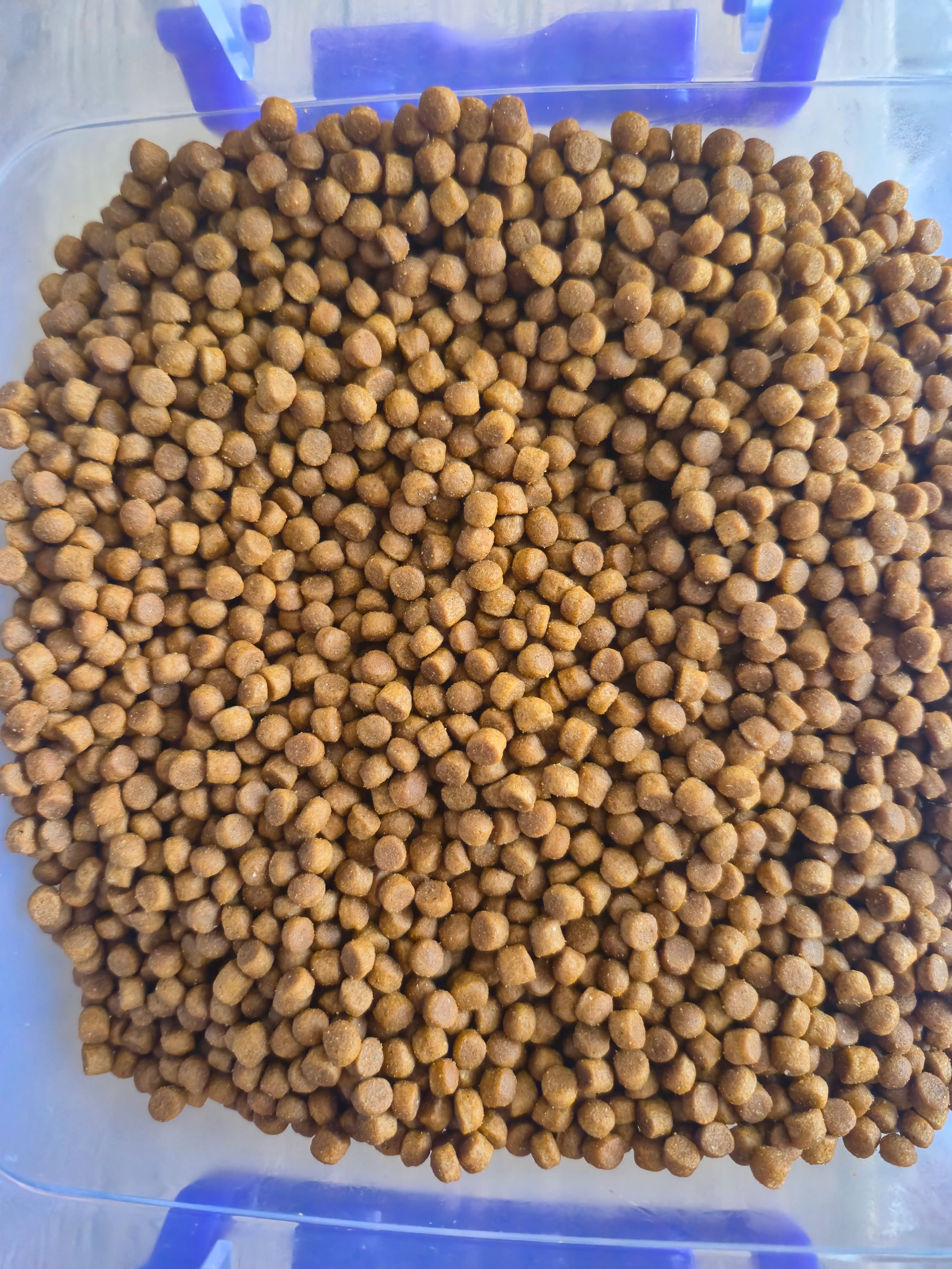 Reflex Plus Kitten Salmon quruq mushukchalarga moljallangan lososli ozuqa, 1.5 kg