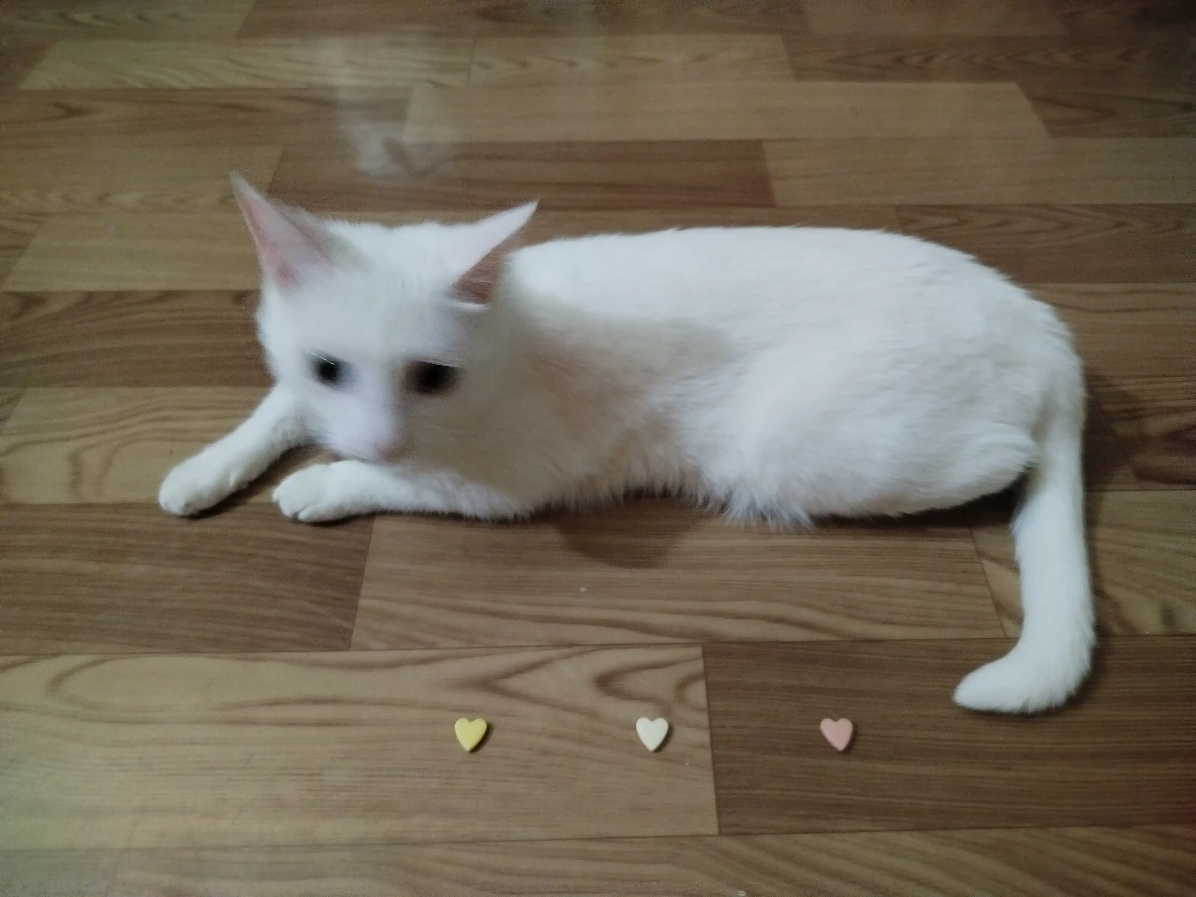 Витамины-кормовые добавки для кошек Kitty's Mix, пакетик 10/25/50 шт