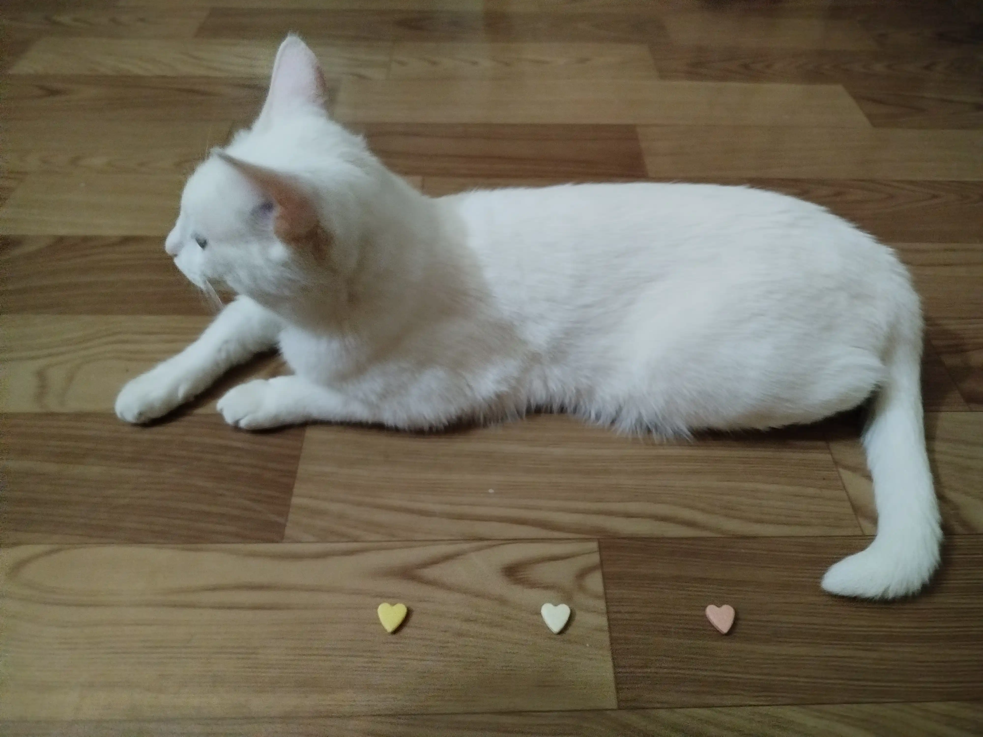 Витамины-кормовые добавки для кошек Kitty's Mix, пакетик 10/25/50 шт