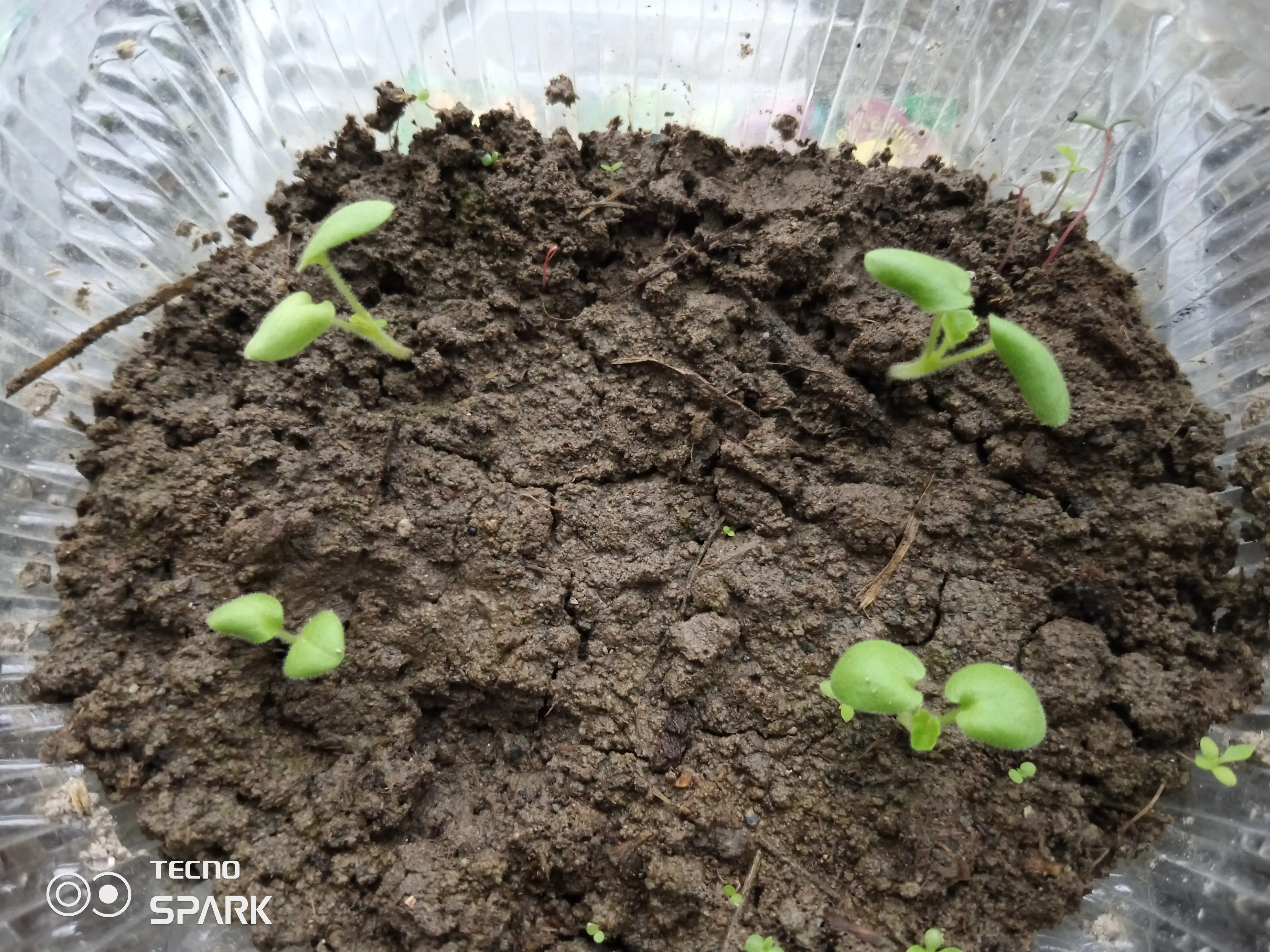 Pelargonium urug'lari zonal shakl F1, 4 dona, 4602052
