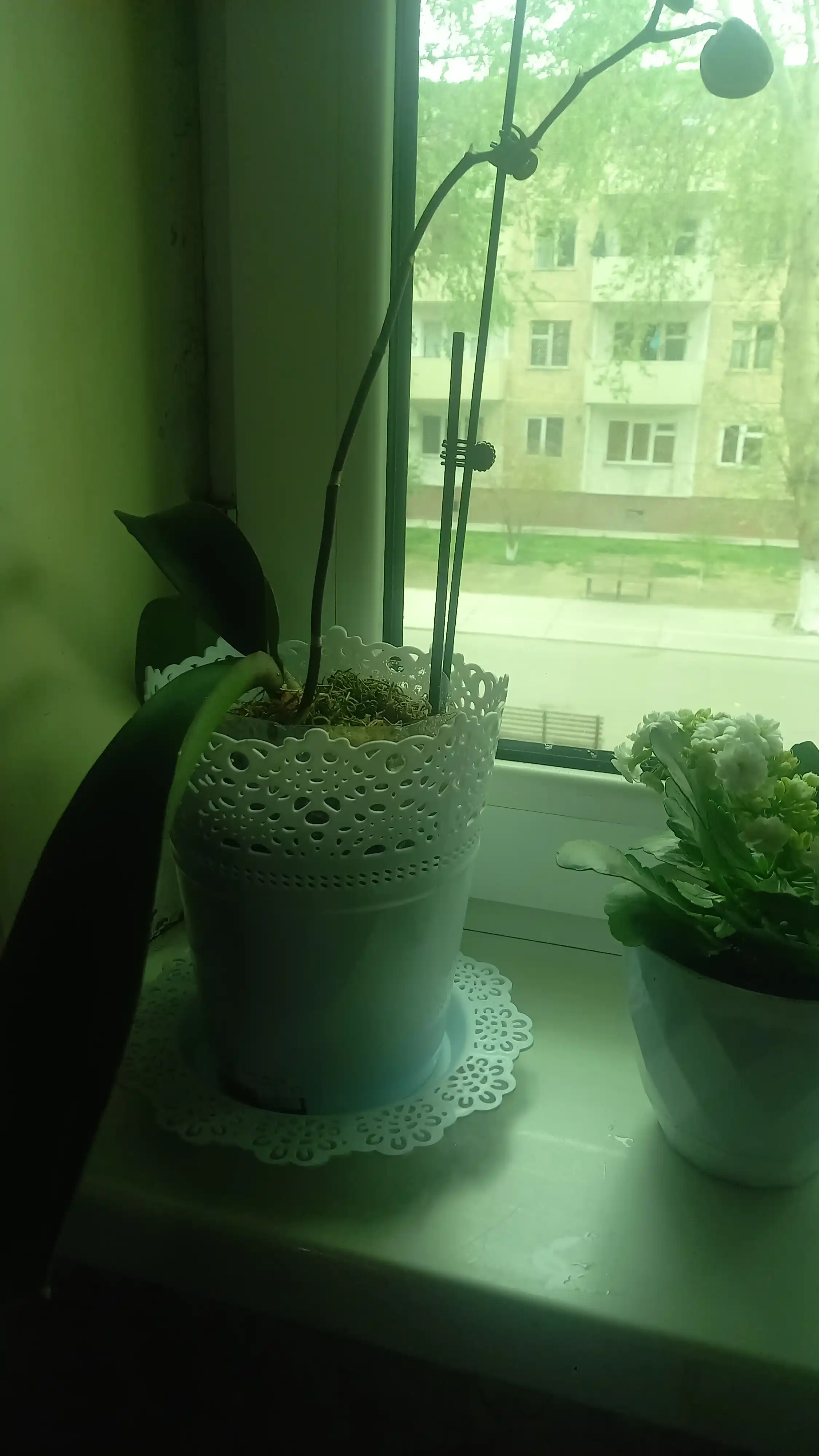 Gul tuvak rombik, 0,5litr