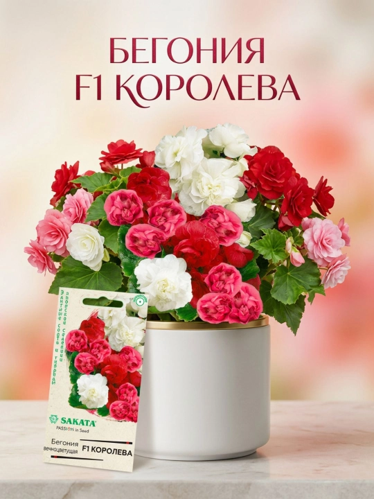Begonia urug'lari doimiy gullaydigan Королева F1, aralash, 4 dona, duragaylari, Sakata - 