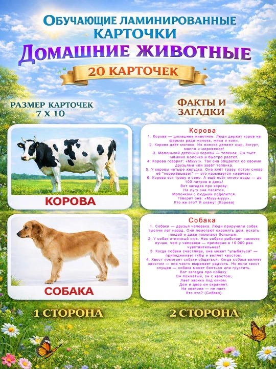 Rivojlantiruvchi kartochkalar laminatlangan Doman Faktlar, topishmoqlar va real rasmlar - 
