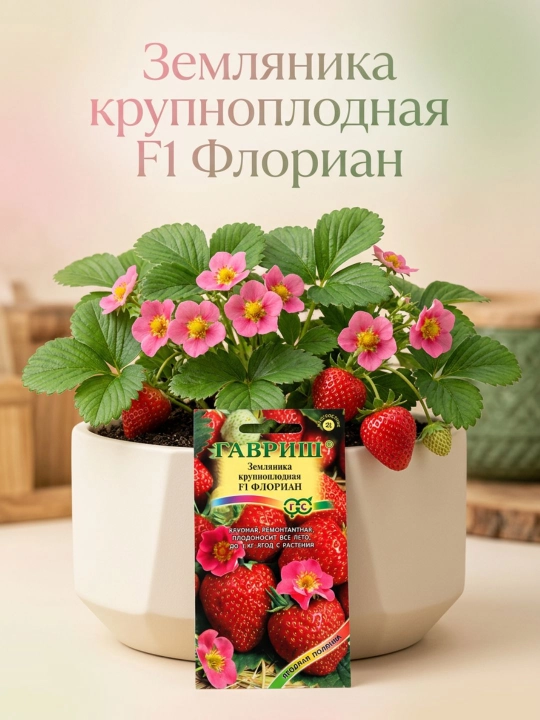 Qulupnay urug'lari, qulupnay, Florian F1, remontant, 5 dona - 