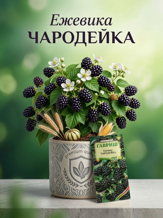 Urug'lar BlackBerry sehrgar, 10 dona, Gavrish, Berry Glade 191021468 - 
