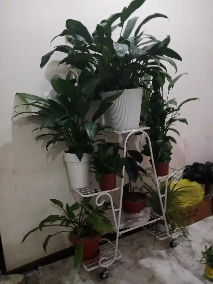 Temirdan yasalgan gul qadagi bog' balkon xona uchun