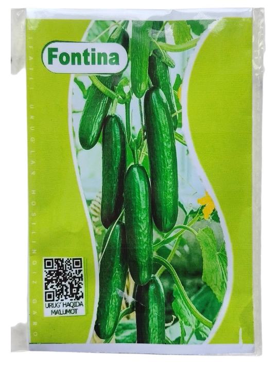 Fontina bodring urug‘i