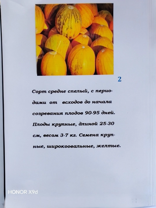 Obinovot qovun urug‘i, shirin va xushbo‘y, yuqori hosildor poliz navi