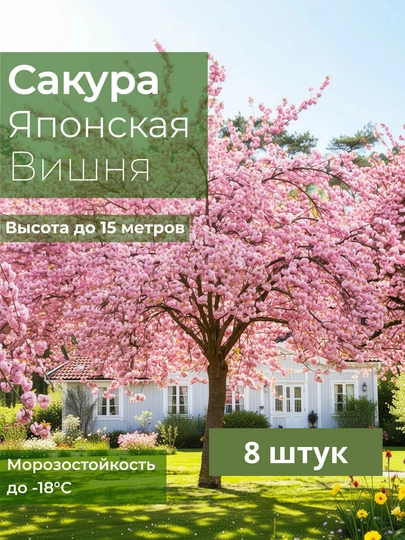 Сакура Японская Вишня, Семена, 8 шт, семена декоративных растений — KALICOM-САКУРА