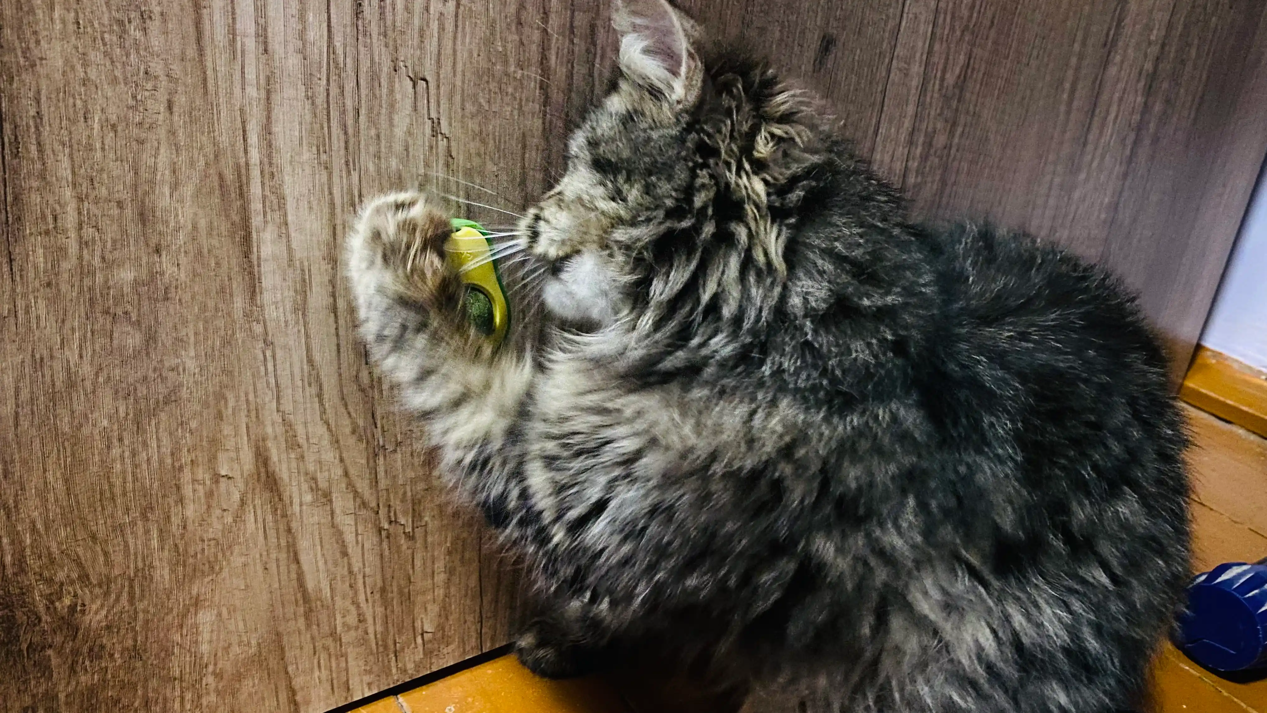 Шарик с кошачьей мятой на липучке, игрушка лизун для кошек