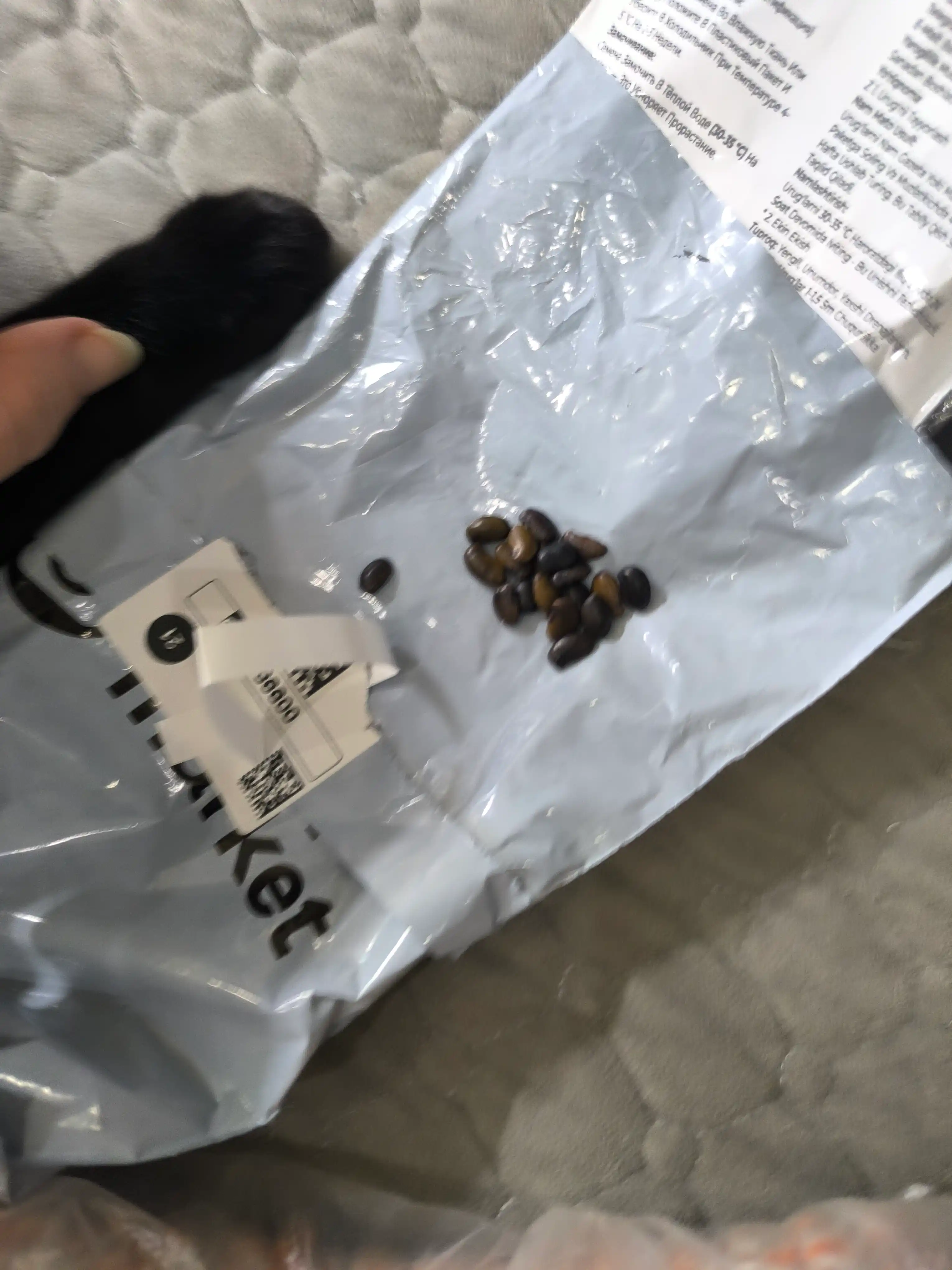 Ginkgo urug‘lari ikki parrakli relikt, 6 dona, o‘rmon burchagi