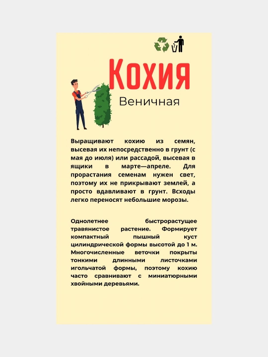 Gul urug'lari Delfinium, Koxiya, Petunya, Vasilyok