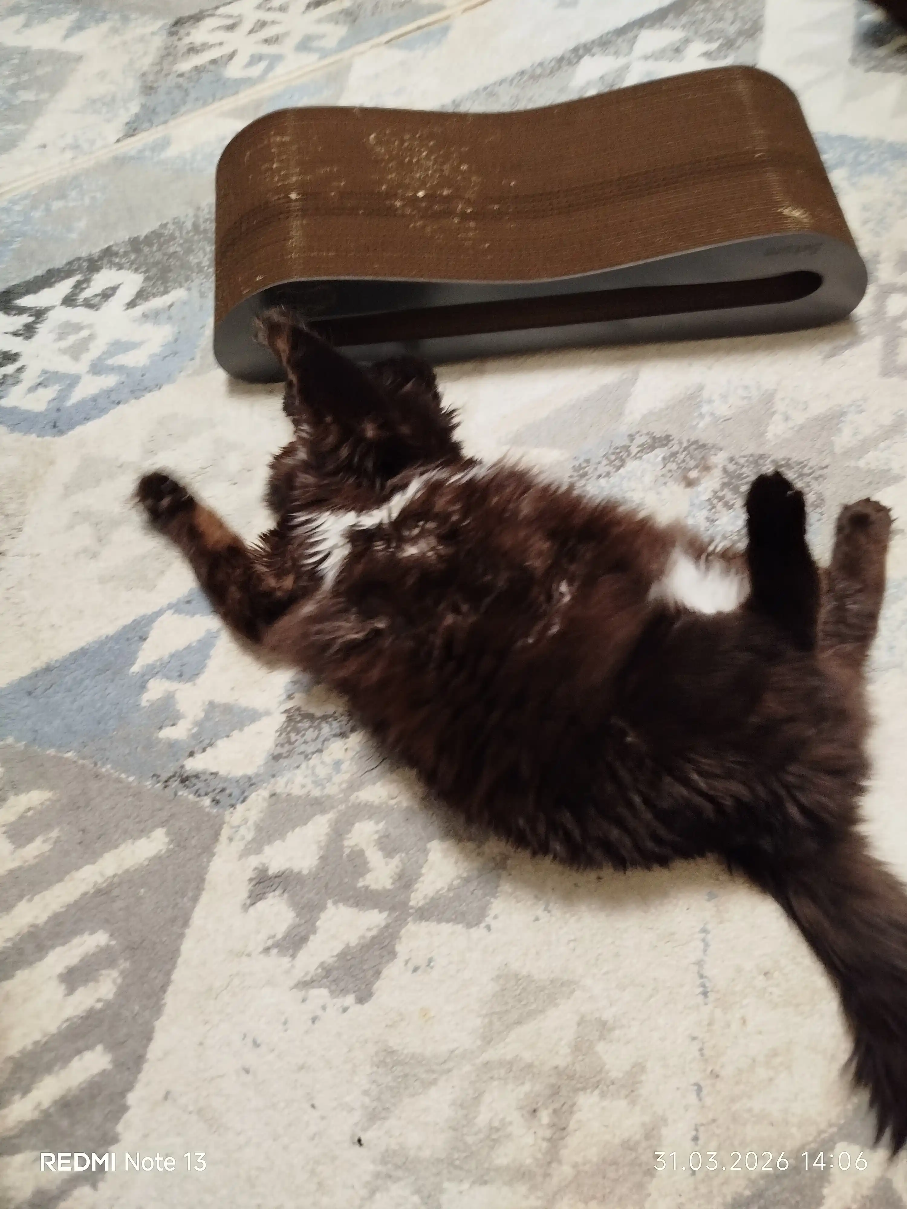 Tirnash ustuni KinderCat Qora Saturn mushuklar uchun