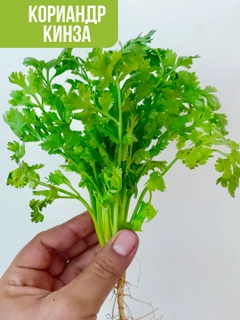 Хаки