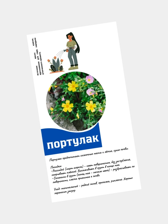 Семена цветов Цинния, Портулак, Гвоздика, Клеома, Георгина. Сальвия, семя