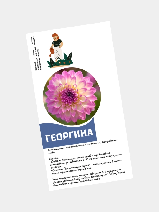 Семена цветов Цинния, Портулак, Гвоздика, Клеома, Георгина. Сальвия, семя