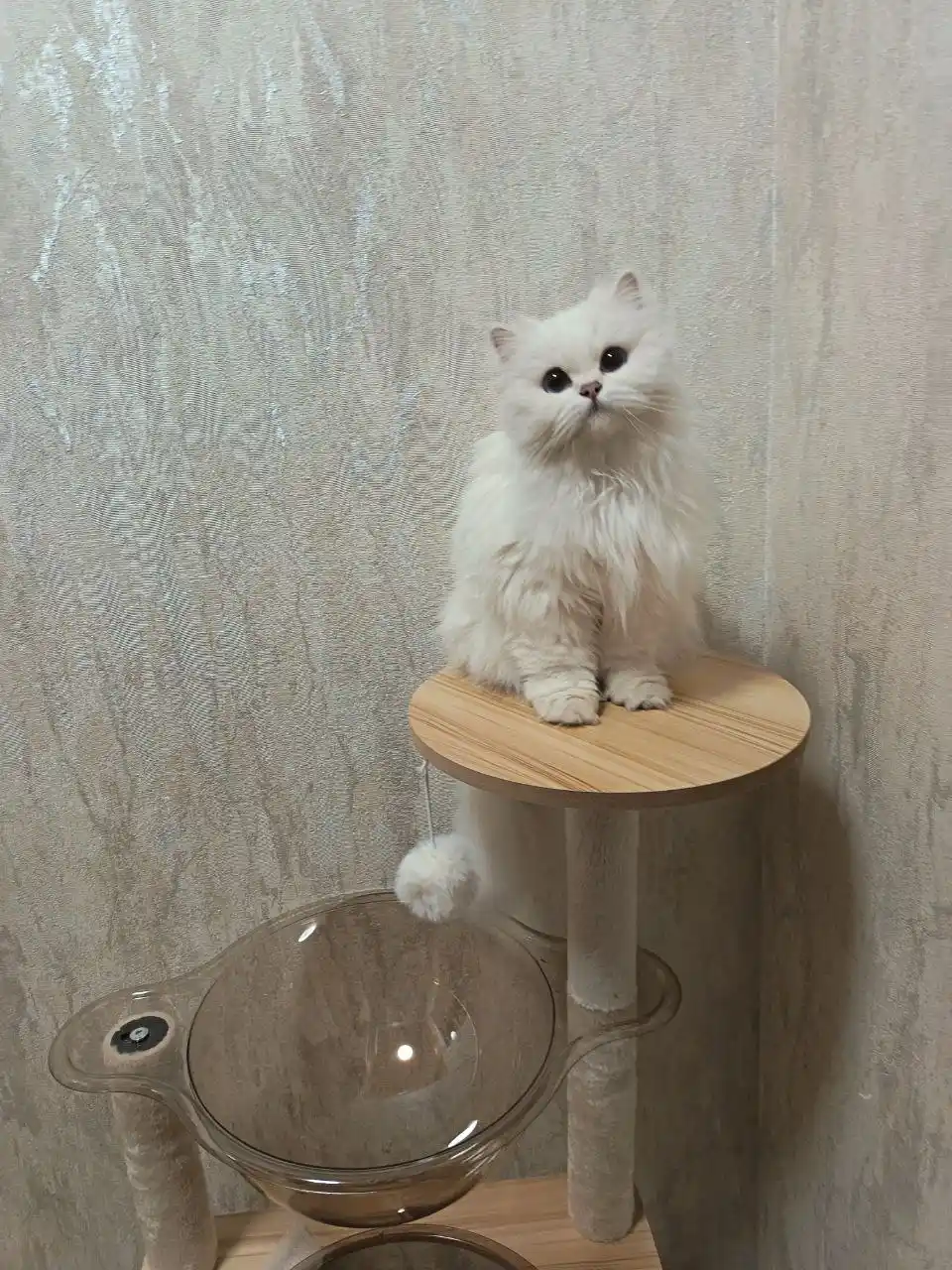 Домик-лежанка для кошек 5-в-1 — игровой комплекс с когтеточкой